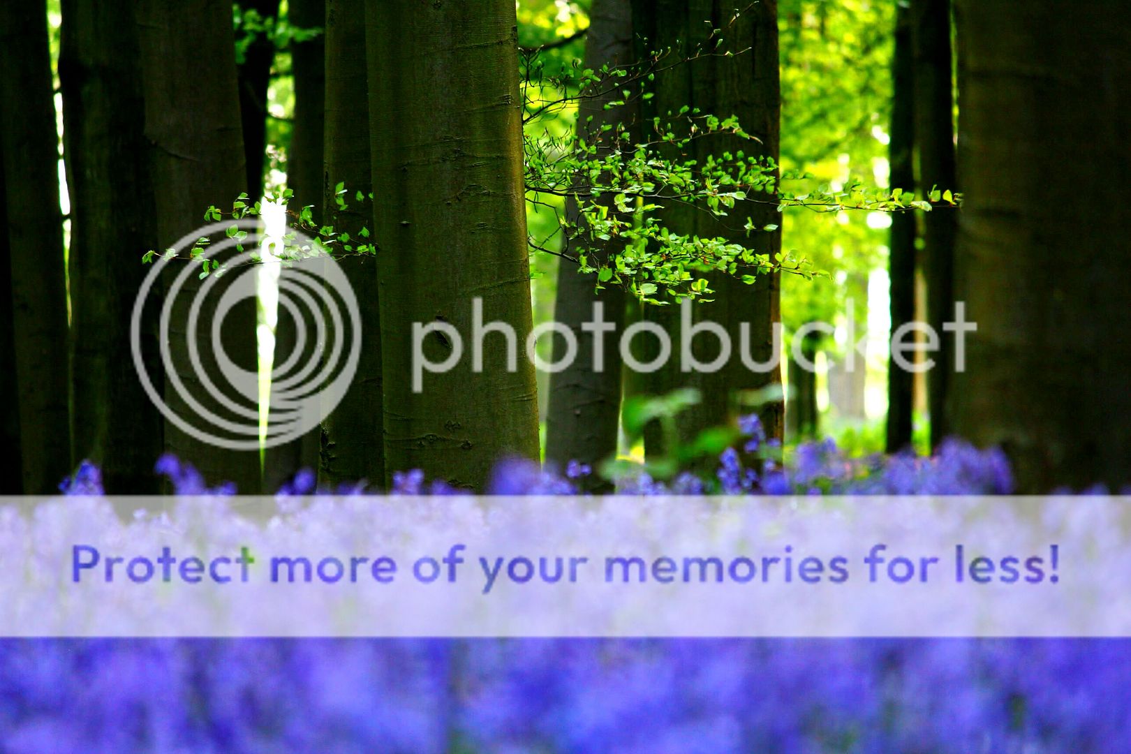 英国土生蓝铃花/cambridge